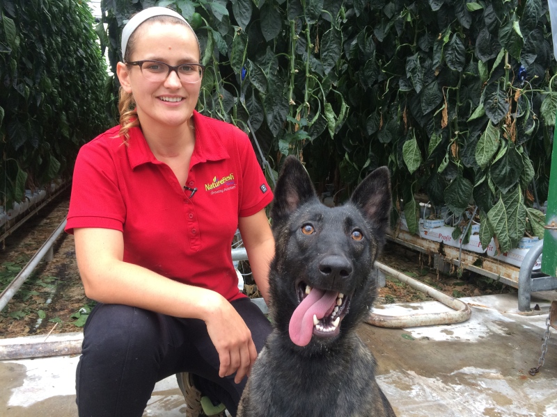 Belgian shepherd named Chili is trained to find insects in Leamington, Ont., Oct. 24, 2017. (Michelle Maluske / CTV Windsor)