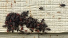 Squishing maple bugs releases a minor odor and mess (Laura Woodward/CTV Saskatoon).
