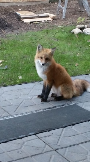 A friendly fox who visits every evening. (Michele Saltman)