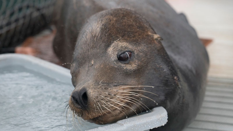 Sea lion rescued