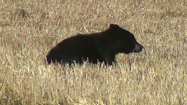 Area residents called on the province to step in after an injured cub was seen west of the city.