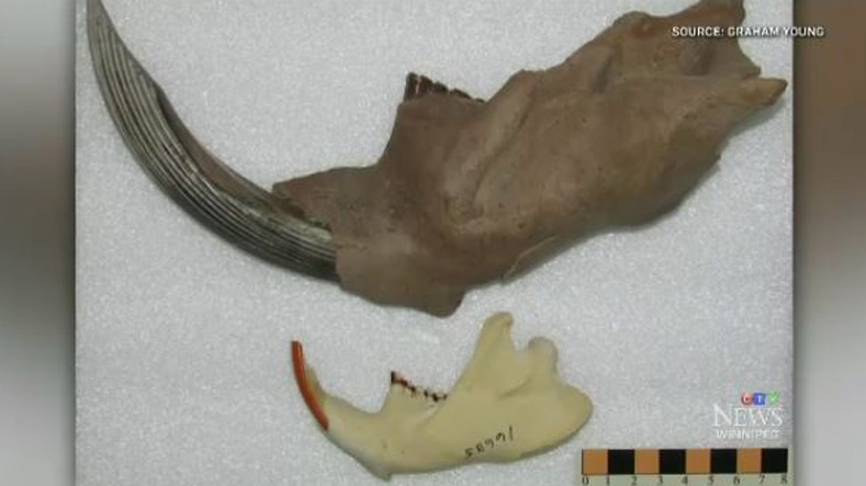 A fossilized massive beaver jaw is displayed next to the jaw of a modern beaver. 