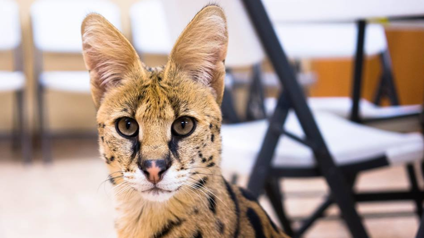 cheetah-like cat 