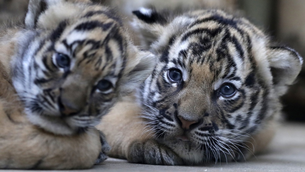Twin Malayan tigers born at the zoo in Prague