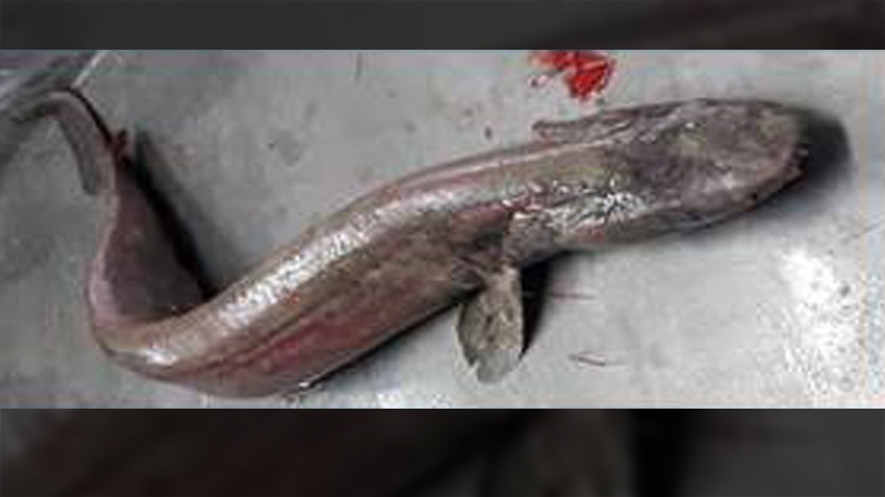 'Prehistoric' shark with 300 teeth caught off Portugal’s Algarve coast