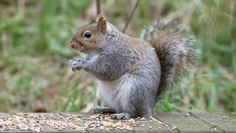 Concerns over squirrel control