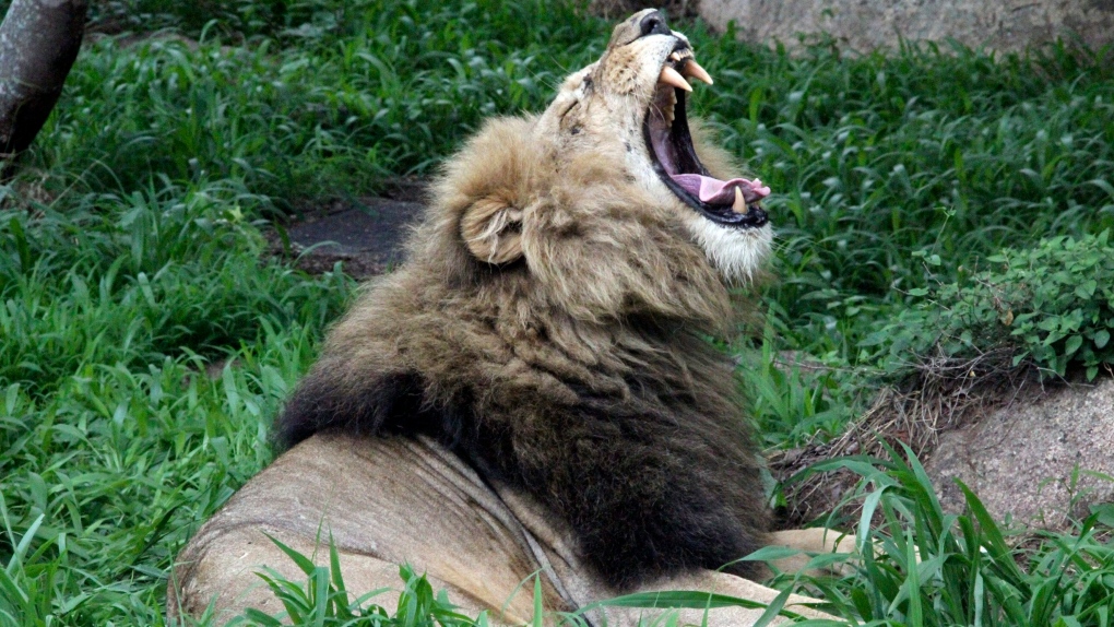 Lion yawning near the National Parks sanctuary