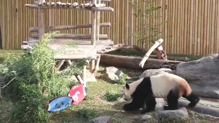 Panda Zoo