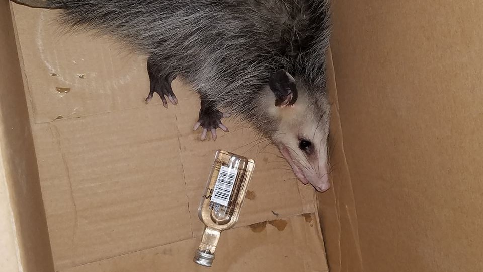 Drunk opossum in Florida
