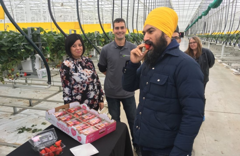 NDP Leader Jagmeet Singh tours Mucci Farms near Kingsville, Ont. on Saturday, Dec. 2, 2017.
(Chris Campbell / CTV London)