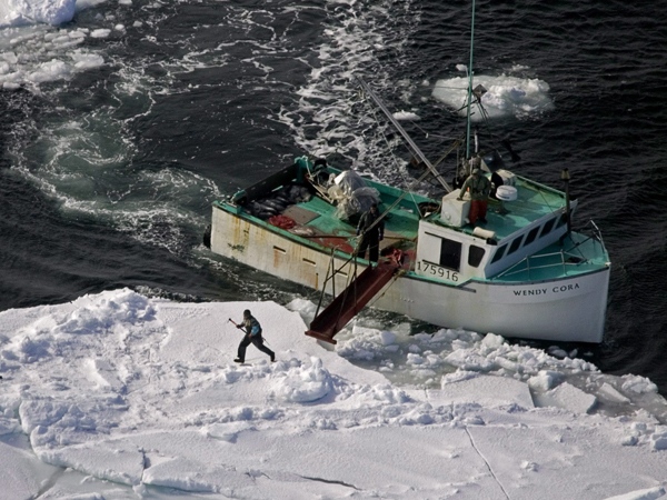 A hunter heads towards a harp seal during the annual seal hunt in the southern Gulf of St. Lawrence on Wednesday, March 25, 2009. (Andrew Vaughan / THE CANADIAN PRESS)