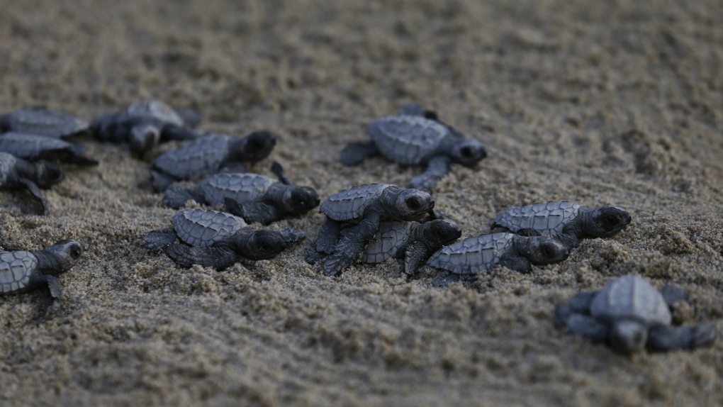 Olive ridley sea hatchling turtles in Mexico
