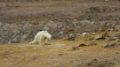 A starving polar bear scrounges for food on Baffin Island in a still from a video shot by photojournalist Paul Nicklen. (Source: Paul Nicklen, Instagram)