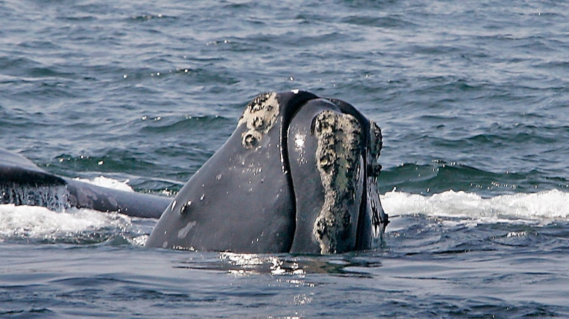 In this April 10, 2008 file photo, a North Atlantic right whale breaks the ocean surface off Provincetown, Mass., in Cape Cod Bay. (AP Photo/Stephan Savoia)