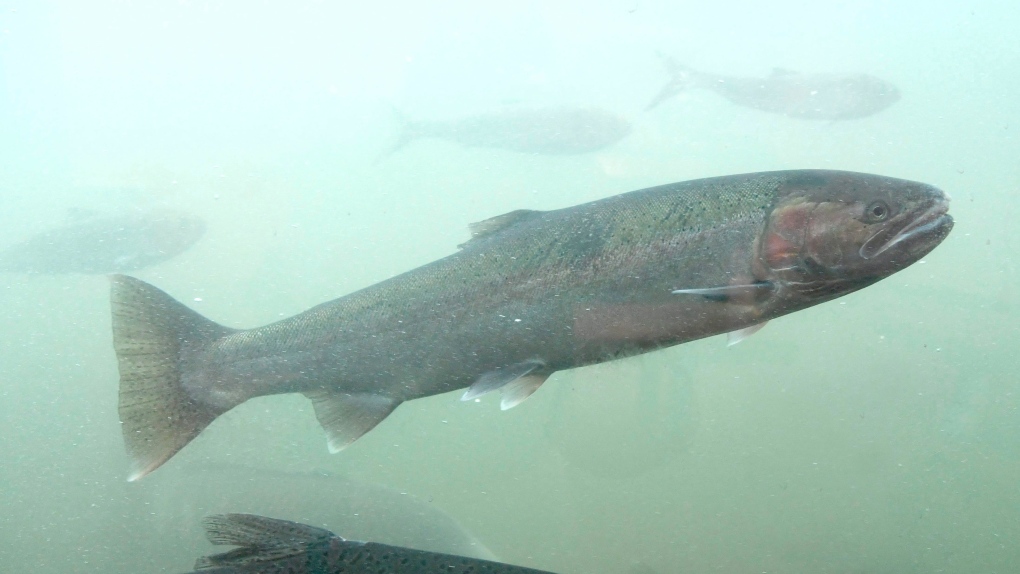 Steelhead salmon