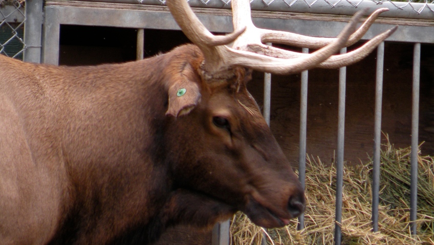 Winston elk at Saskatoon Forestry Farm 