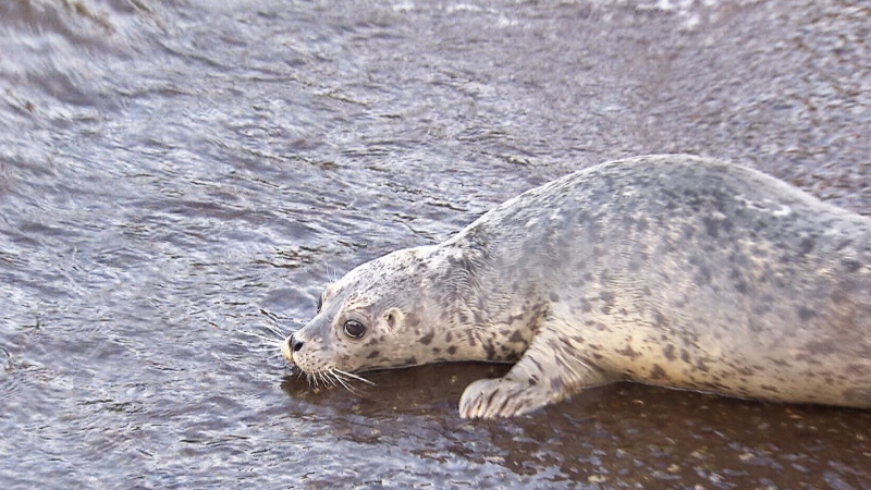The seal pups were rescued in various places in B.C. during the summer and fall. 