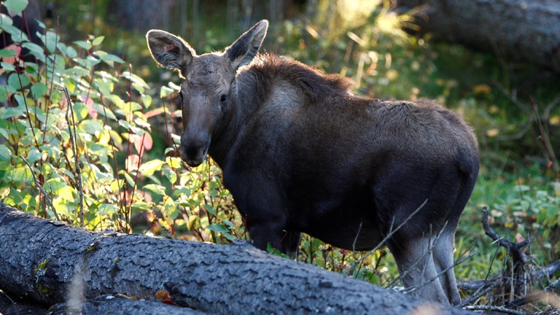 Orphaned moose calf