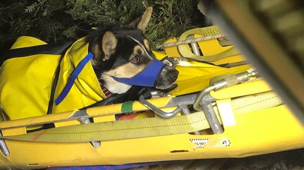 Elora Gorge dog rescue