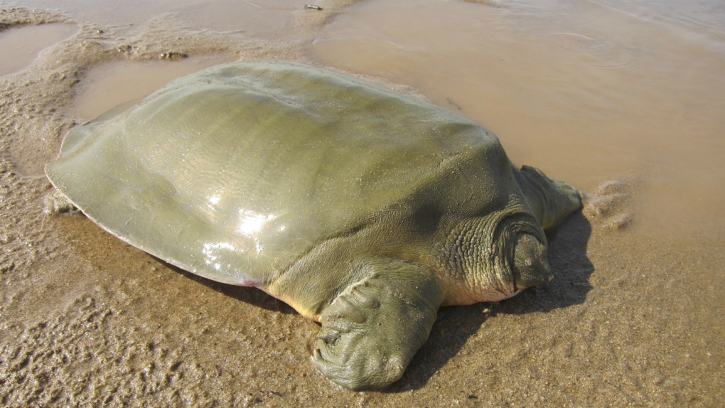 Endangered softshell turtle