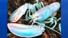 A blue lobster is shown in this undated handout photo. A Nova Scotia contest has uncovered dozens of bizarre lobsters â€š blue ones, three-clawed ones, and even one as big as a dog. Fishermen have submitted photos of about 75 lobsters to a "Craziest Lobster" contest on the Facebook page of Murray GM, a car dealership in southwestern Nova Scotia. The one with the most likes by the contest's close on Dec. 31 wins a $250 prize. (THE CANADIAN PRESS/HO-Robinson Russell)