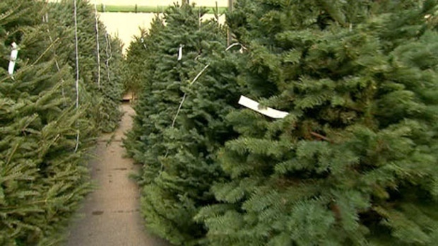 Christmas trees recycling