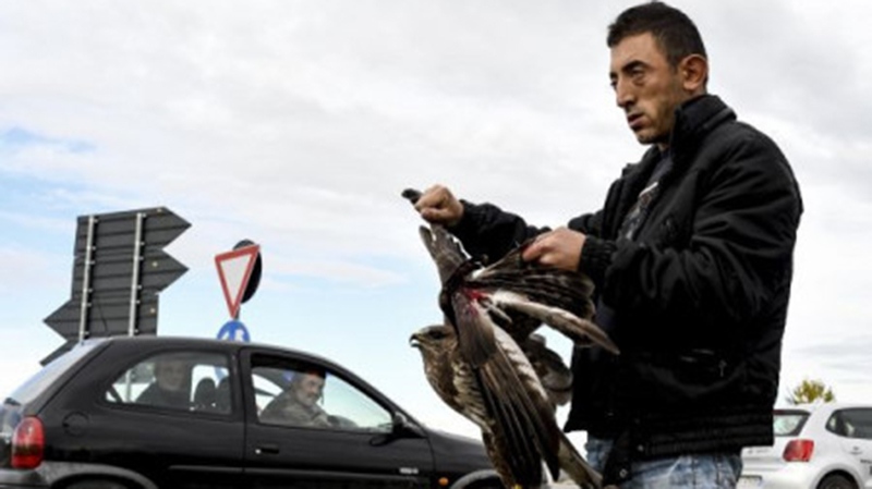 Albania losing its eagle to rampant poaching