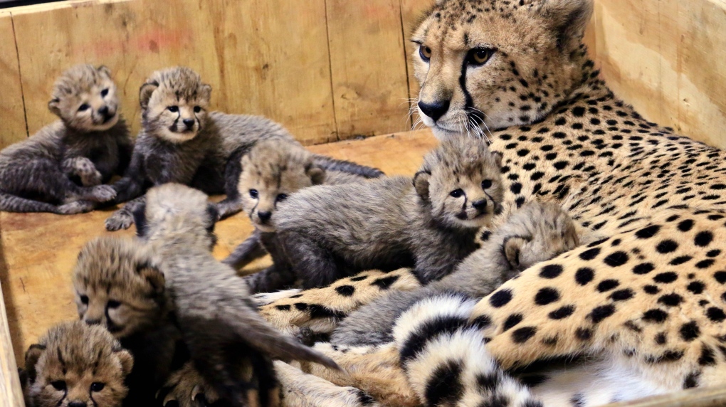 Bingwa with her 8 cheetah cubs at St. Louis Zoo