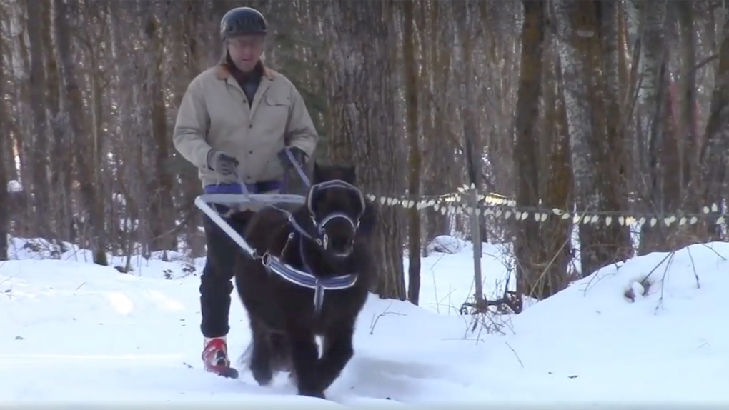 Skijoring with a miniature horse