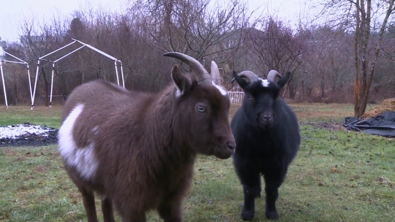The Nanaimo man hopes he can find an owner that will take both Nigerian dwarf goats, who have been together since they were babies. Jan. 5, 2018 (CTV Vancouver Island)