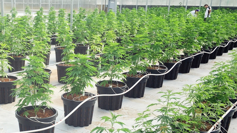 Marijuana greenhouse