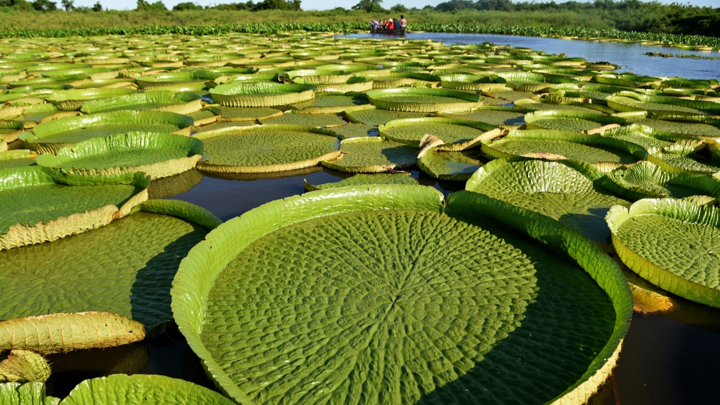 Rare giant lily pads