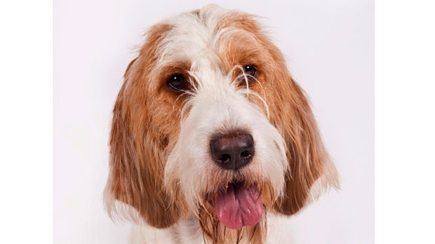 In this 2013 photo provided by the American Kennel Club, a Grand Basset Griffon Vendeen poses for a photographer. A dedicated French rabbit hound, the dog is among the latest breeds to join the American Kennel Club pack, making the breed eligible to compete in major dog shows in 2018 and the Westminster Kennel Club show in 2019. (Thomas Pitera/American Kennel Club via AP)