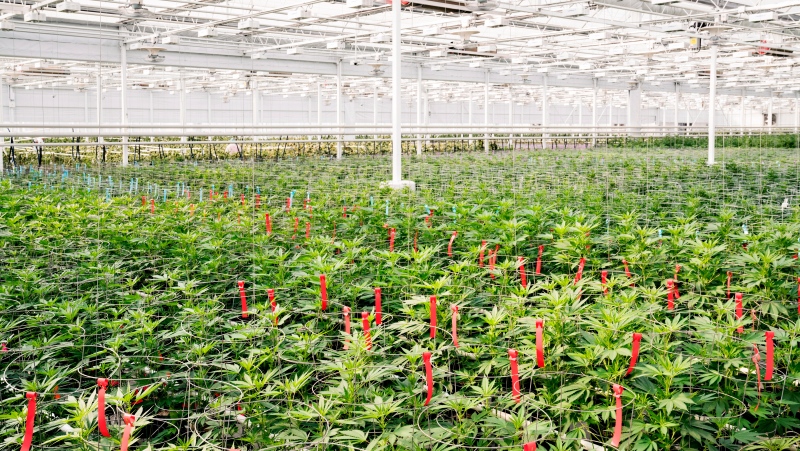 Marijuana plants is shown in this undated handout image provided by Aphria. (Aphria)