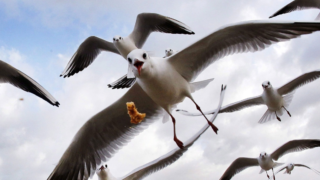 Sea gulls fly at the beach in Germany