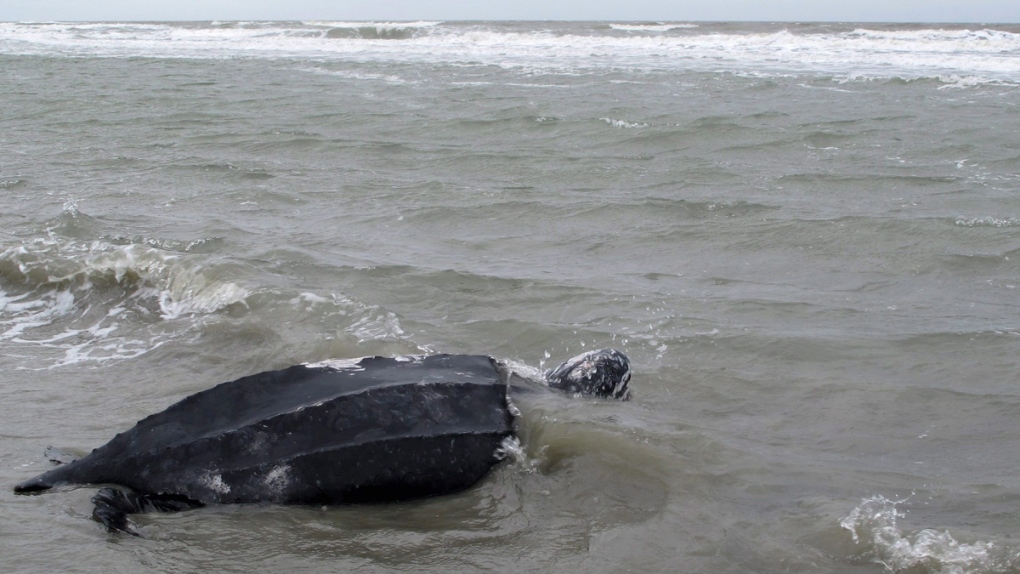 Leatherback sea turtle in 2015