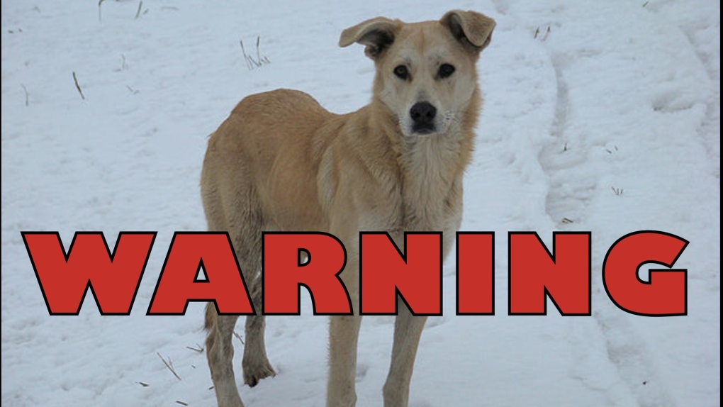 Dog warning