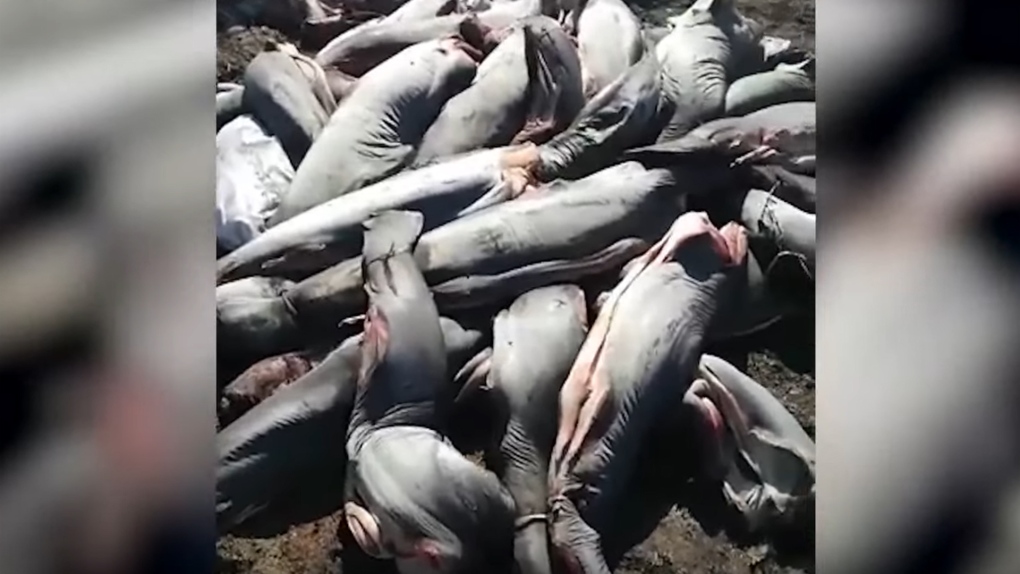 Shark corpses found on Mexico road