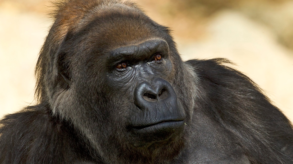 Vila, an African gorilla