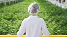 An Aphria worker look out over a crop of marijuana in an undated handout image. (THE CANADIAN PRESS/HO-Aphria)