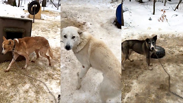 Three screenshot images taken from Facebook videos of a dog sledding company in central Ontario, which is now under investigation by the OSPCA. (Natasha Guerriero/Facebook)