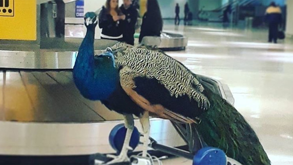 Dexter the emotional support peacock