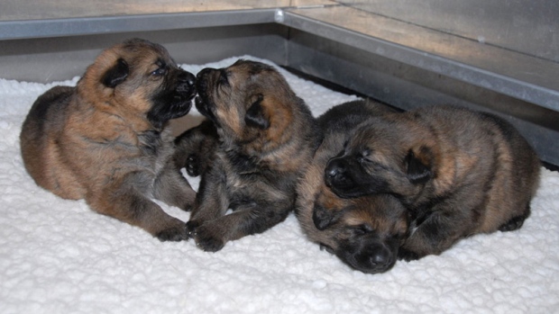 RCMP asking Canadian kids to name 13 future police dogs ...