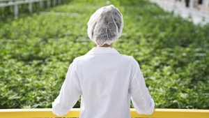 An Aphria worker looks out over a crop of marijuana in this undated handout image. (THE CANADIAN PRESS / Aphria)