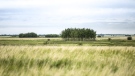 File photo: The Ferrier Conservation Area, southeast of Stettler, Alta., is shown.  (Brent Calver) 