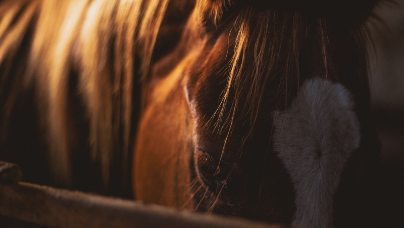 A horse is shown in this file photo. (Edward Castro/Pexels)