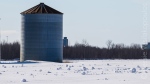 Thousands of Snow Rollers in the fields just north of Mirabel airport. (Bessie Vasilakopoulos/CTV Viewer)