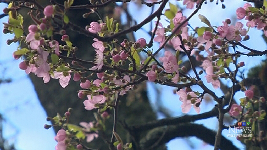 Relentless rain leads to cherry blossom bloom