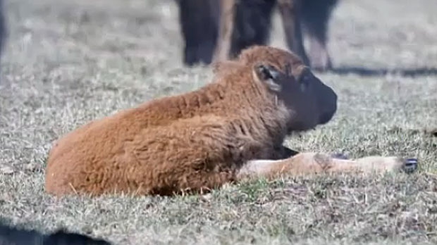 Parks Canada bison