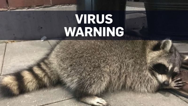 Strange behaviour: Toronto officials warn of raccoon virus